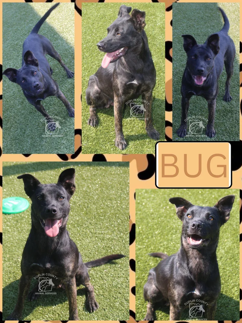 An adult medium-sized female Mixed Breed dog named Bug for adoption in Kenansville, NC