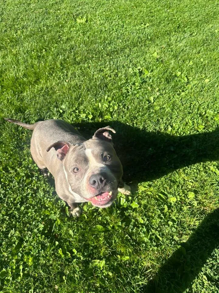 An adult medium-sized male Pit Bull Terrier dog named Samson for adoption in Myerstown, PA