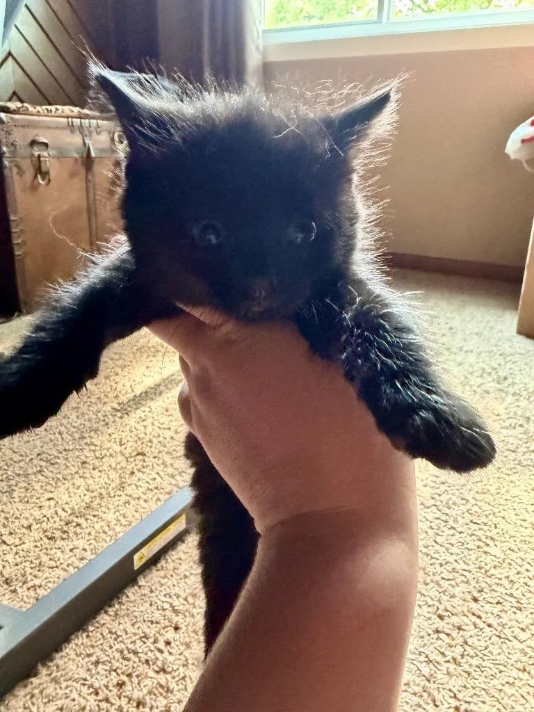 A baby medium-sized female Domestic Short Hair cat named Ellie for adoption in Hartford City, IN