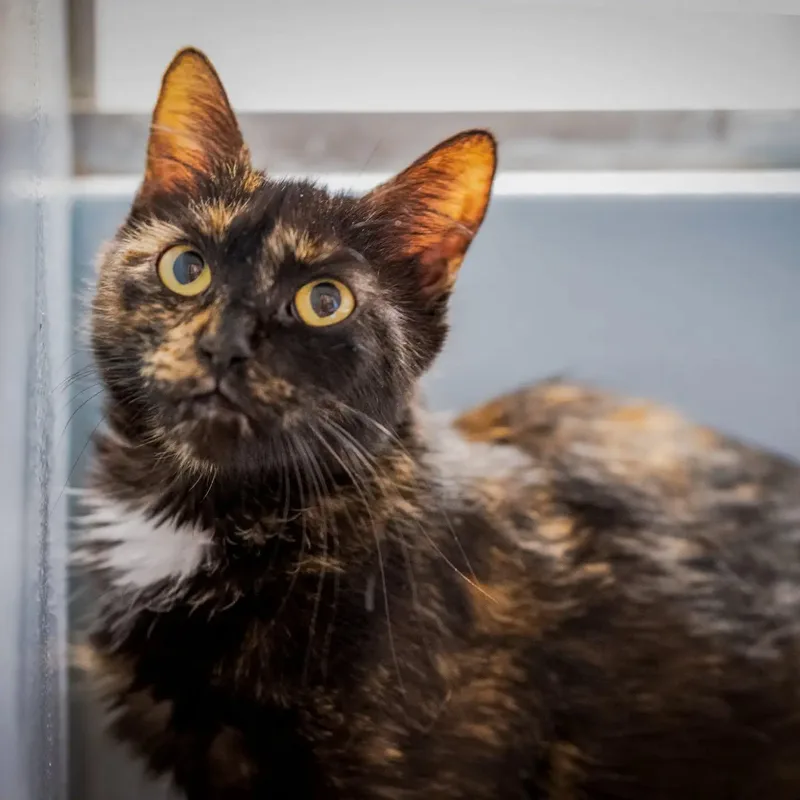 A young large-sized female Tortoiseshell cat named Winnie for adoption in HANSON, MA