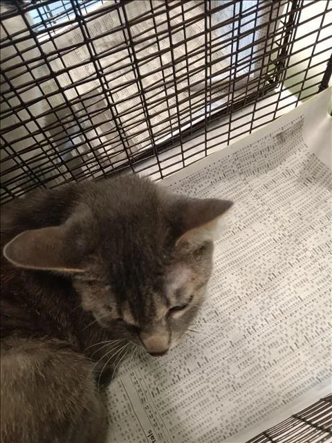 A young large-sized male Domestic Short Hair cat named Skippy for adoption in Los Angeles, CA