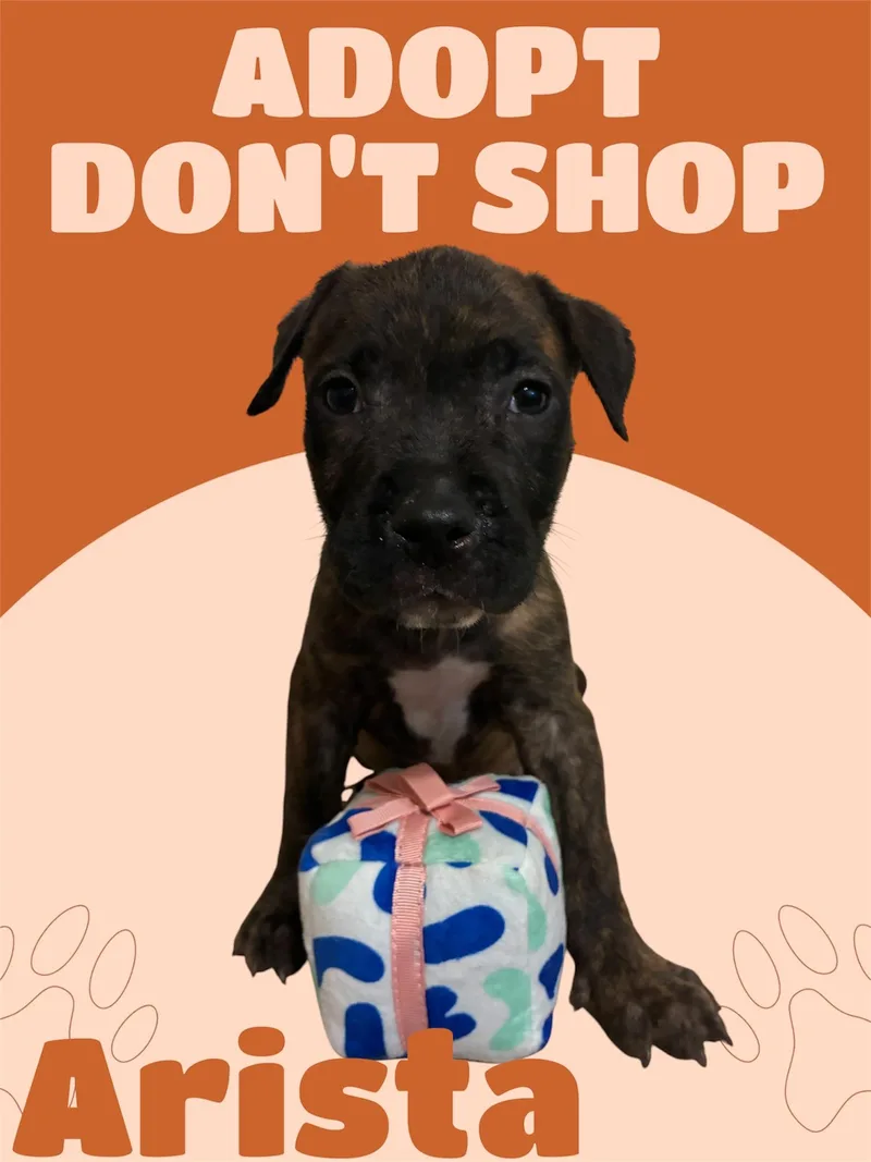 A baby large-sized female Brindle American Staffordshire Terrier dog named Arista for adoption in Arlington, TX
