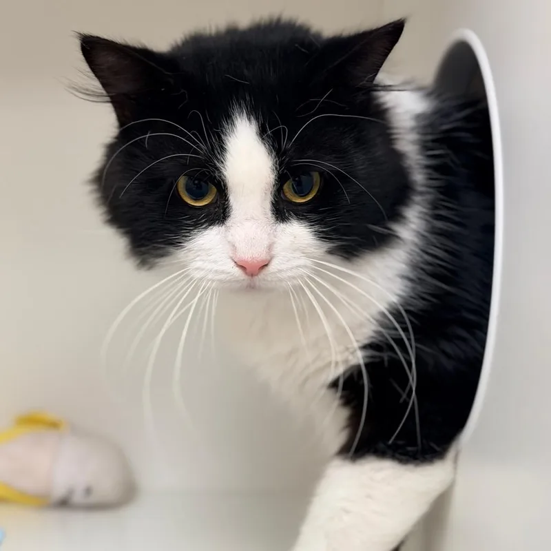 A young large-sized male Black Domestic Short Hair cat named Oscar for adoption in Champaign, IL