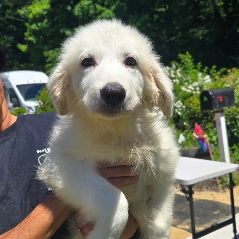 A baby large-sized female White / Cream Great Pyrenees dog named Ct Estrella for adoption in Stormville, NY