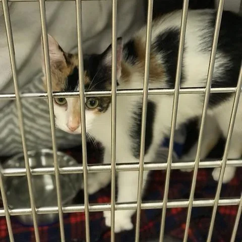 A young medium-sized female White Domestic Short Hair cat named Precious for adoption in West Palm Beach, FL