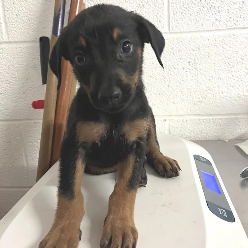 A baby medium-sized female Black Shepherd dog named Artemis for adoption in Edinburg, TX