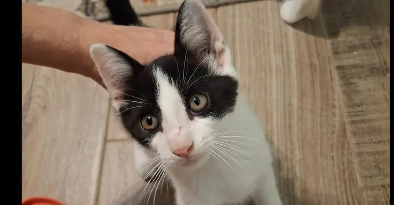 A baby small-sized male Black & White / Tuxedo Domestic Short Hair cat named Hodor Ha. for adoption in Peoria, IL
