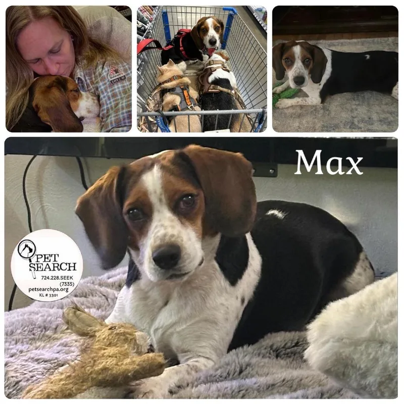 An adult medium-sized male Brown / Chocolate Beagle dog named Max for adoption in Washington, PA