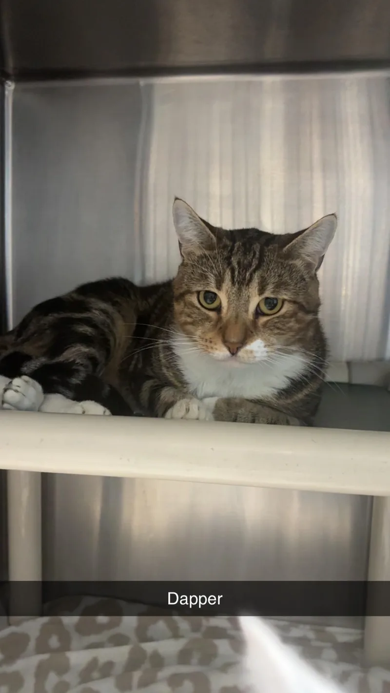 A young large-sized male Tabby (Brown / Chocolate) Domestic Short Hair cat named Dapper for adoption in Georgetown, SC