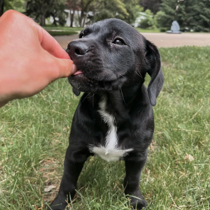 A baby medium-sized female Labrador Retriever dog named Baby for adoption in Midland, MI