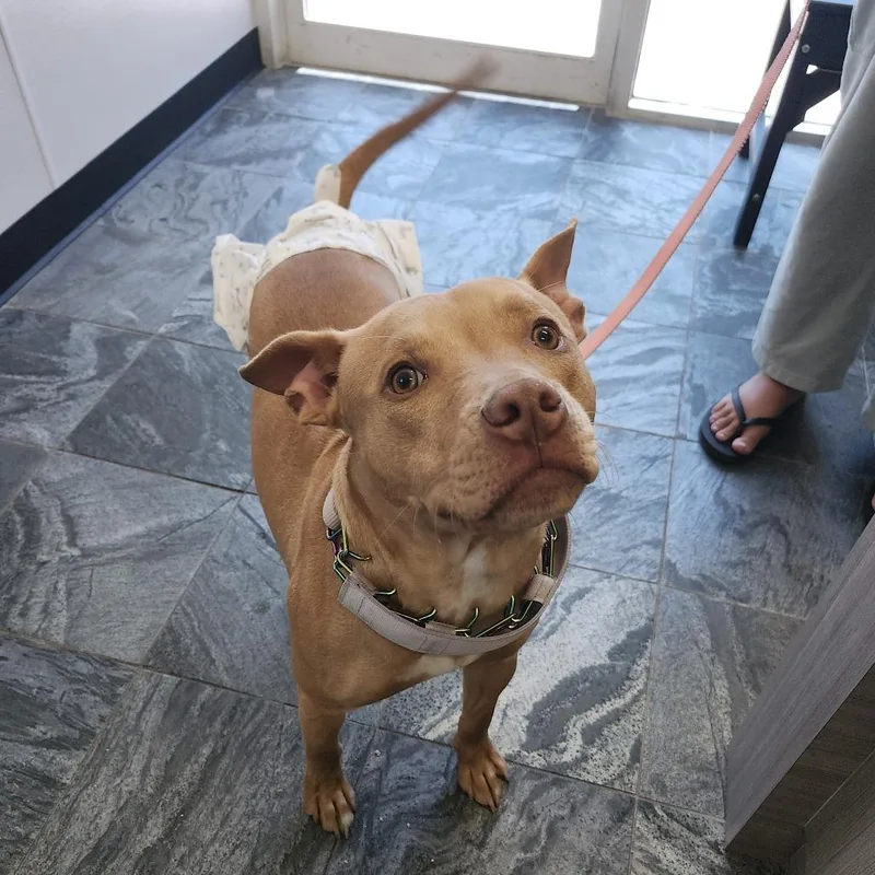 A young medium-sized female Yellow / Tan / Blond / Fawn Terrier dog named Roxy for adoption in Tampa, FL