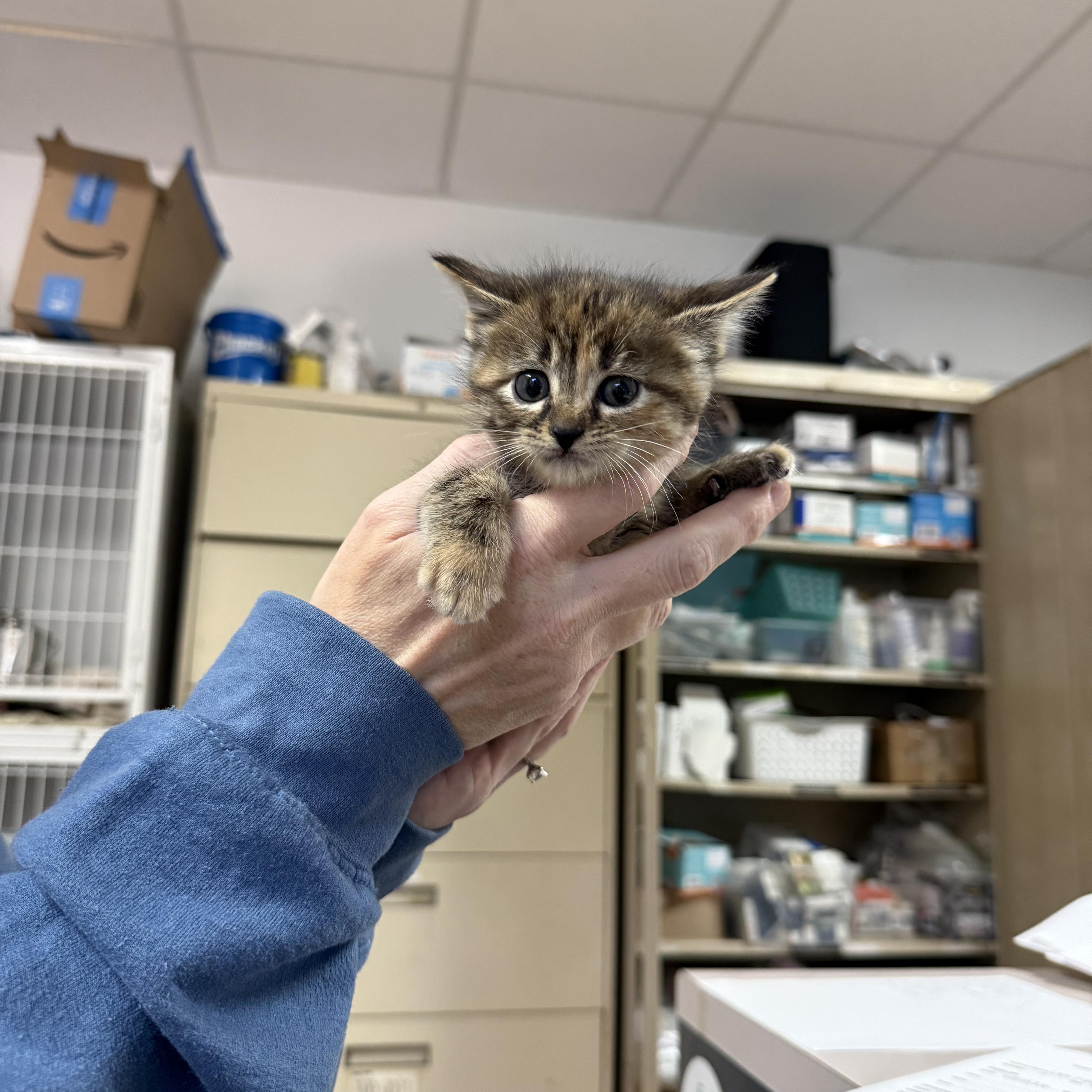 A baby medium-sized female Tabby (Brown / Chocolate) Tabby cat named Uses Cash App for adoption in Columbia, SC