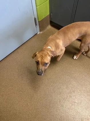 A baby large-sized female Yellow / Tan / Blond / Fawn Mixed Breed dog named Alice for adoption in Wichita, KS