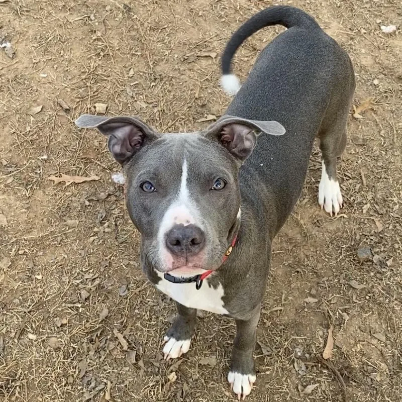 A young medium-sized female Gray / Blue / Silver Labrador Retriever dog named Lily for adoption in Wadena, MN
