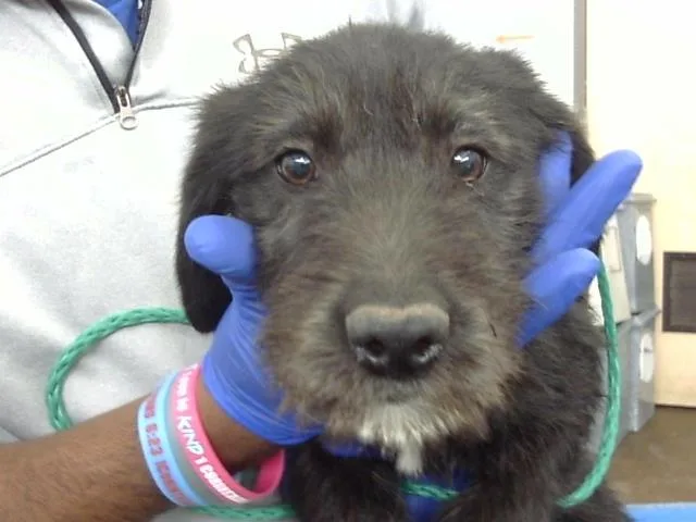 A baby large-sized female Mixed Breed dog named Ditto for adoption in Dallas, TX