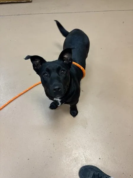 A young medium-sized female Labrador Retriever dog named Giraffe for adoption in Kennewick, WA