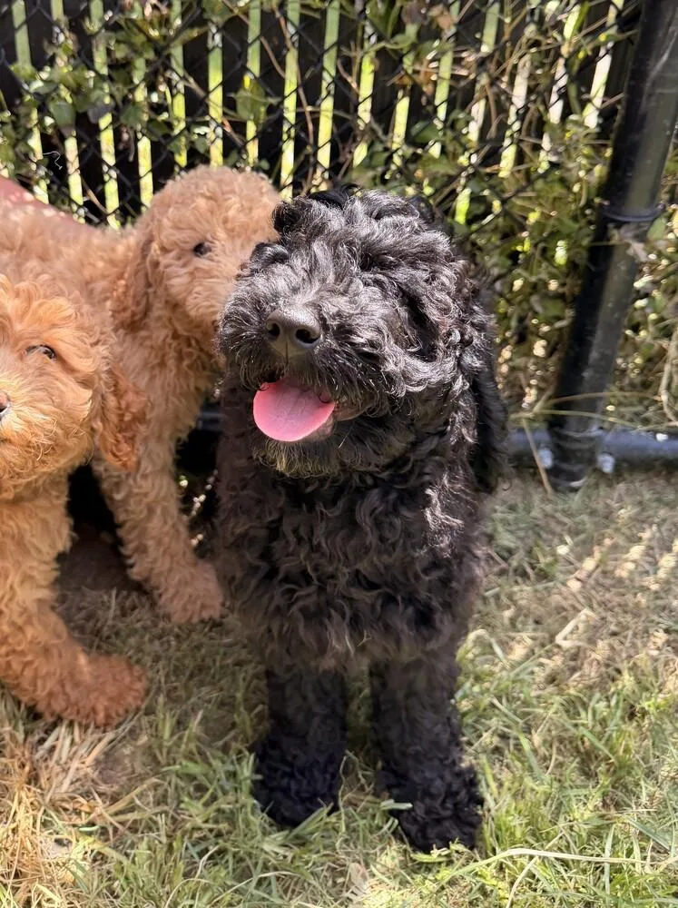 A baby small-sized male Black Goldendoodle dog named Jack Sparrow for adoption in Richmond, TX