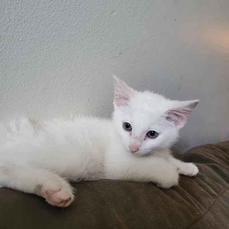 A baby small-sized male White Domestic Short Hair cat named Ermine for adoption in Springfield, IL