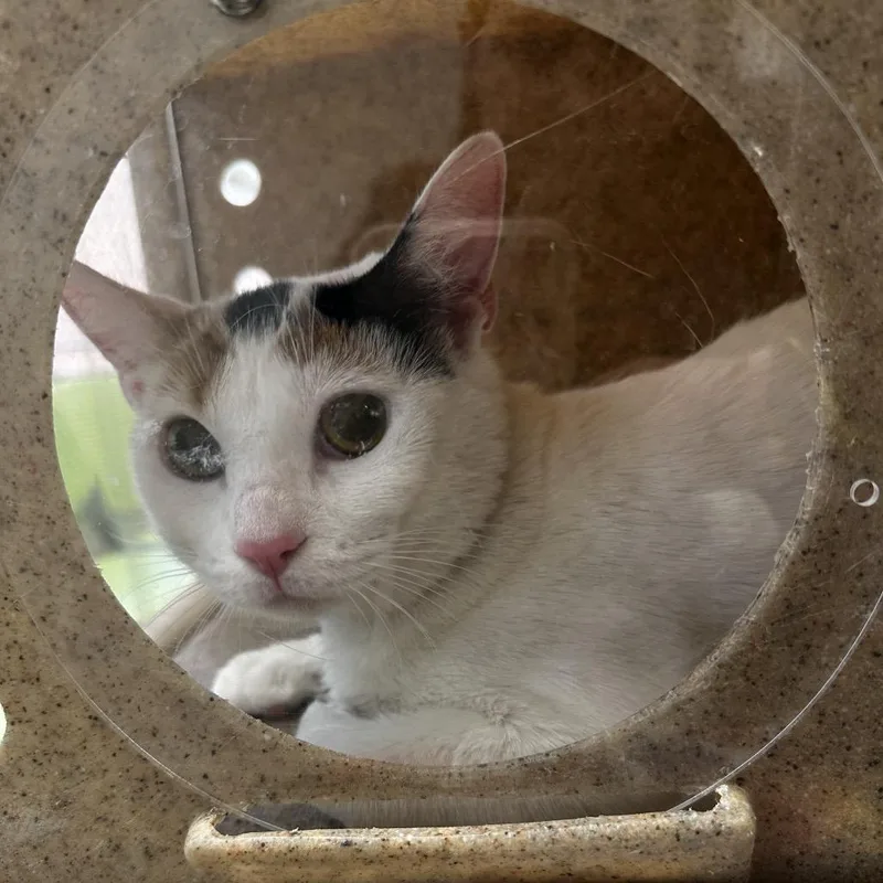A young medium-sized female Calico Domestic Short Hair cat named Sunflower for adoption in Philadelphia, PA