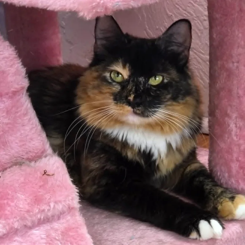 An adult medium-sized female Calico Domestic Long Hair cat named Claudia for adoption in Greensburg, PA