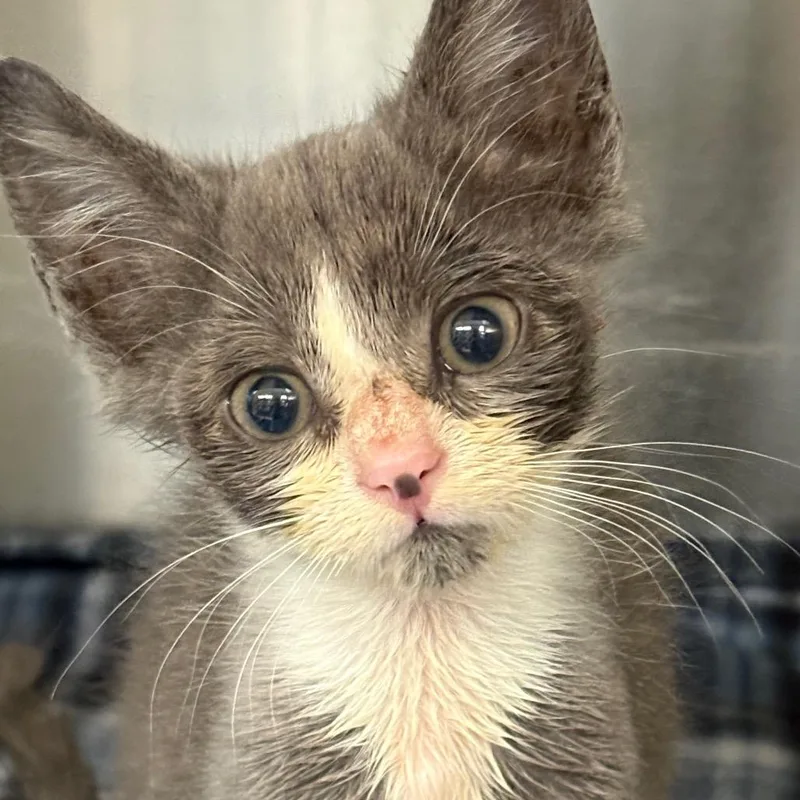 A baby small-sized male Gray / Blue / Silver Domestic Short Hair cat named Freddy for adoption in Newark, NJ