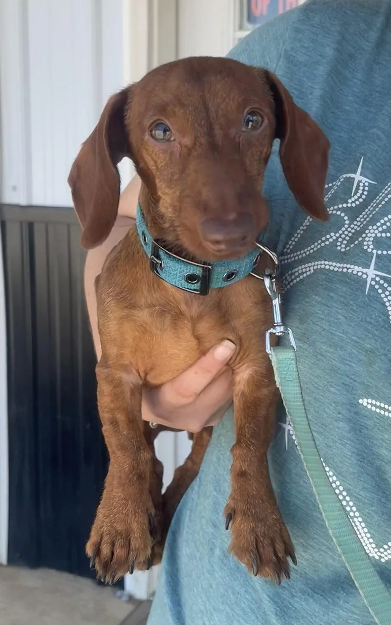 Jasper