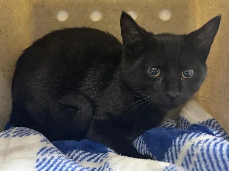 A baby small-sized male Domestic Short Hair cat named Gerard for adoption in Powell, OH