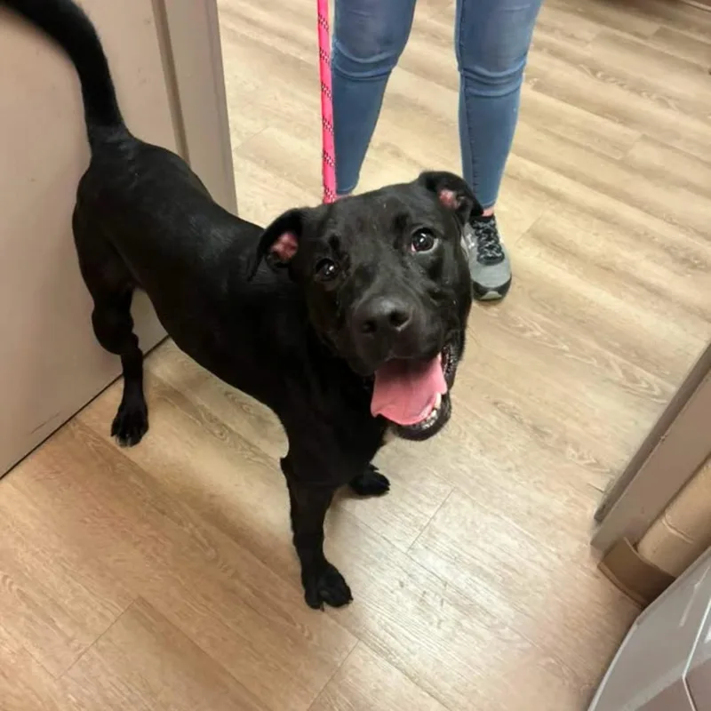 A young medium-sized male Black Labrador Retriever dog named Kirby for adoption in Triadelphia, WV