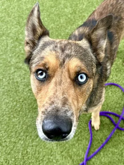 An adult large-sized male Brown / Chocolate Mixed Breed dog named Sablewood for adoption in Wichita, KS
