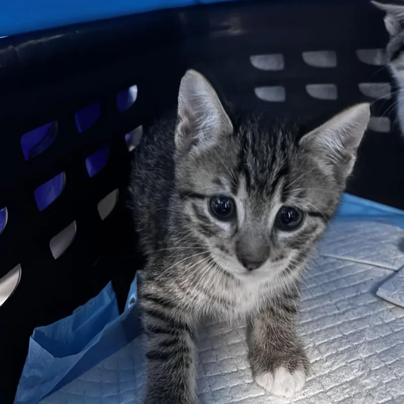 A baby small-sized male Brown / Chocolate Domestic Short Hair cat named Baja Blast for adoption in Riverside, CA