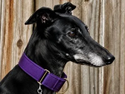 An adult large-sized female Black Greyhound dog named Chloe for adoption in Dallas, TX