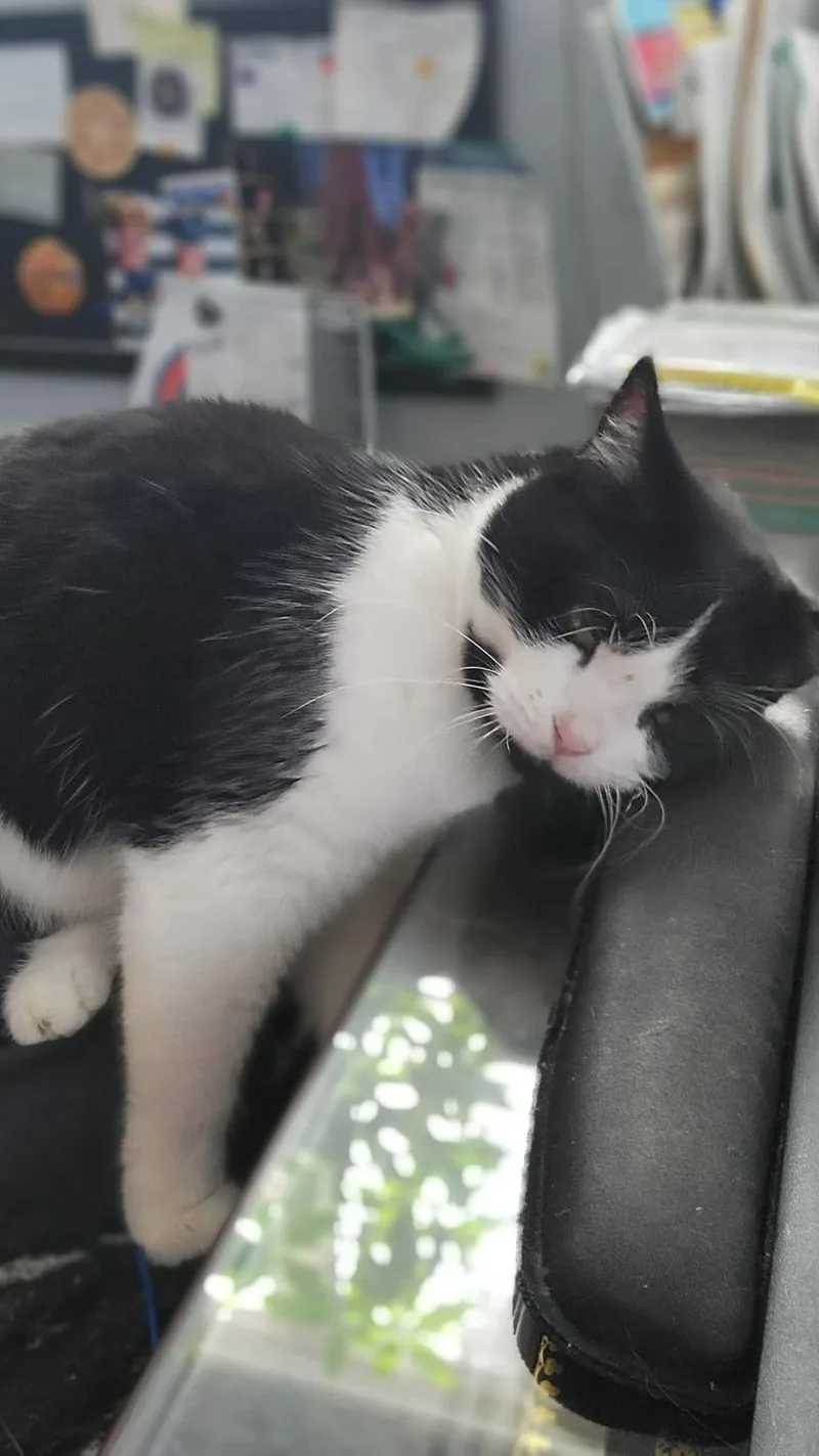 A young medium-sized female Black & White / Tuxedo Domestic Short Hair cat named Pearl for adoption in Crown Point, IN