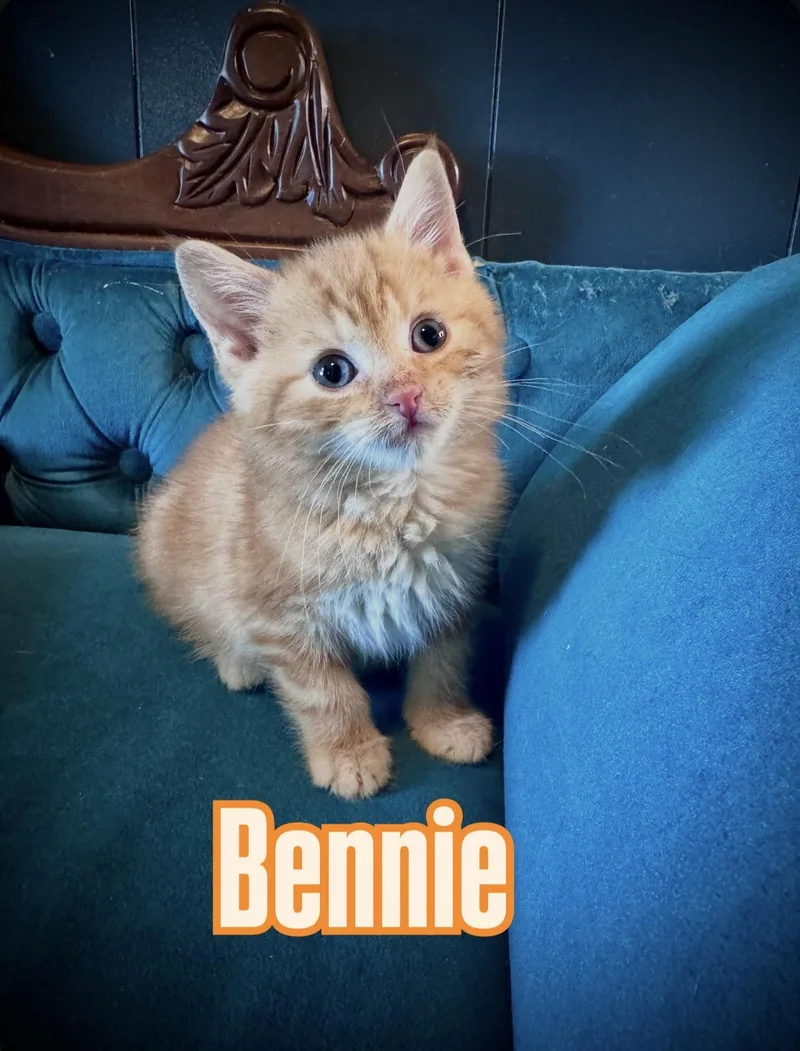 A baby small-sized male Orange & White Domestic Short Hair cat named Bennie for adoption in Avoca, PA