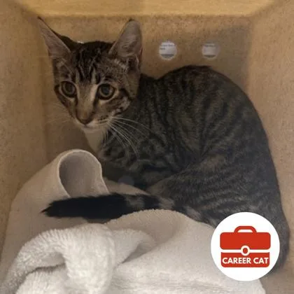 A young small-sized male Domestic Short Hair cat named Thing Two for adoption in Roseville, CA