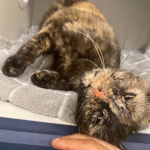 Lady Bug thumbnail 2