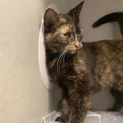 Lady Bug thumbnail 3