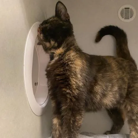 Lady Bug thumbnail 4