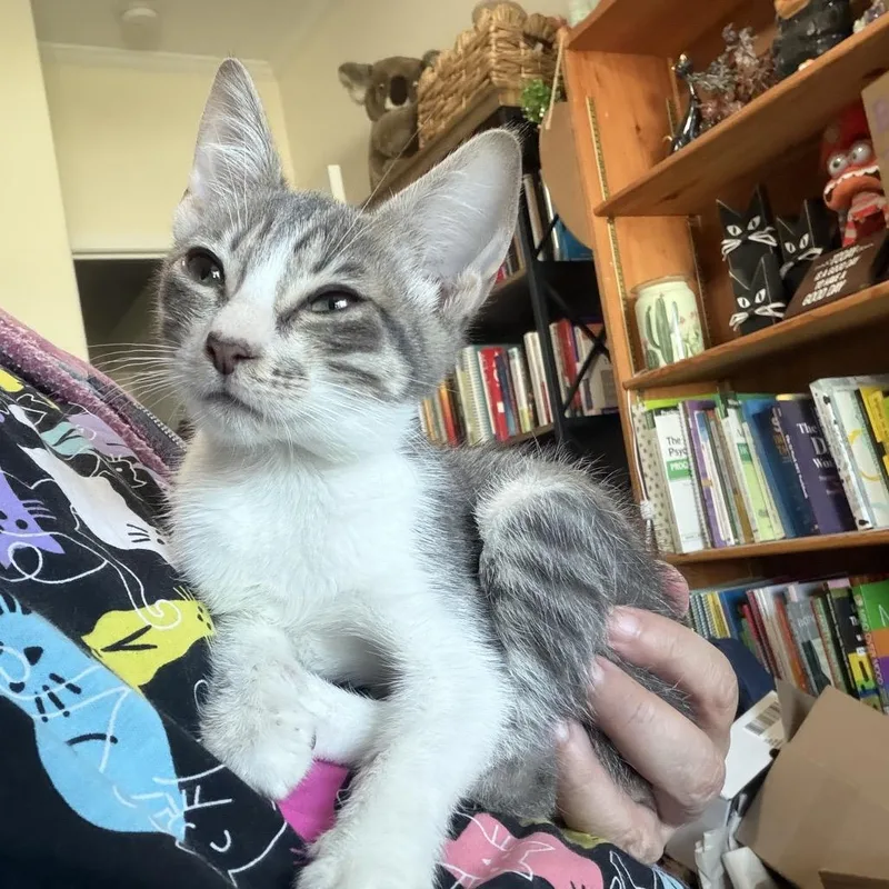 A baby small-sized female Brown / Chocolate Domestic Short Hair cat named Nutmeg for adoption in Port Richey, FL