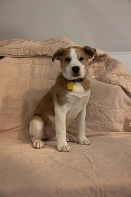 A baby medium-sized male Mixed Breed dog named Arlo for adoption in West Chester, PA