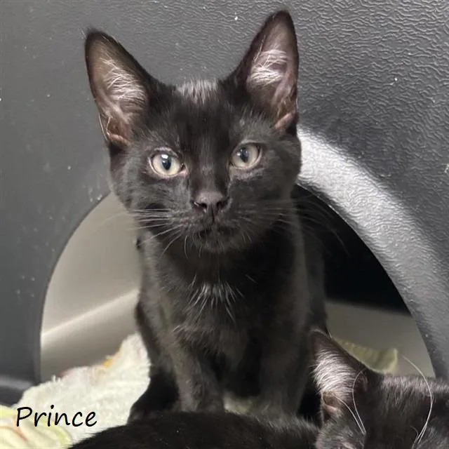 Prince
