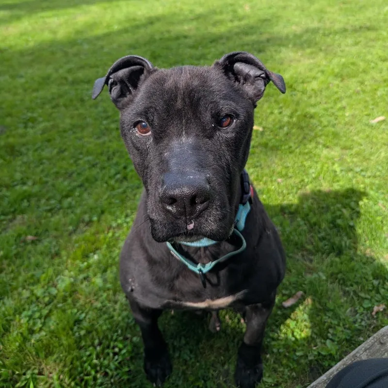 An adult medium-sized male Black Mixed Breed dog named Syrius for adoption in Ashtabula, OH