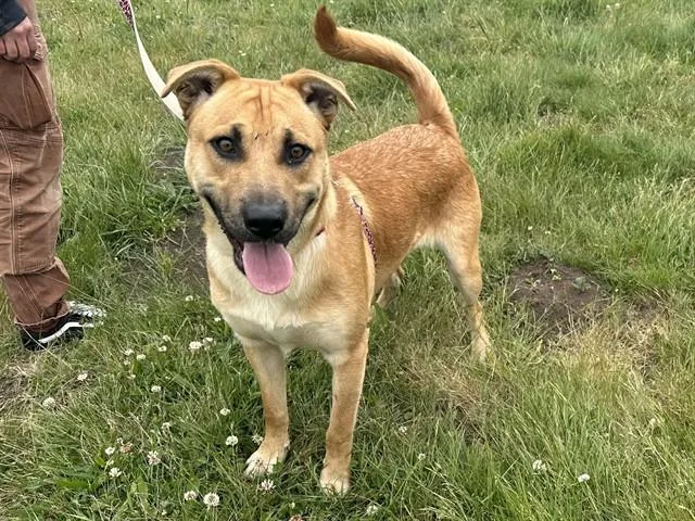 A young medium-sized male Labrador Retriever dog named Scooter for adoption in McKinleyville, CA