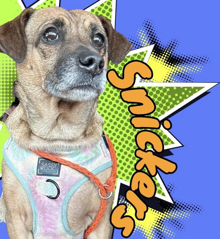 An adult medium-sized male Dachshund dog named Snickers for adoption in Tyler Hill, PA