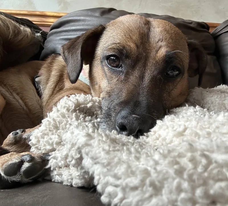 Snickers thumbnail 2