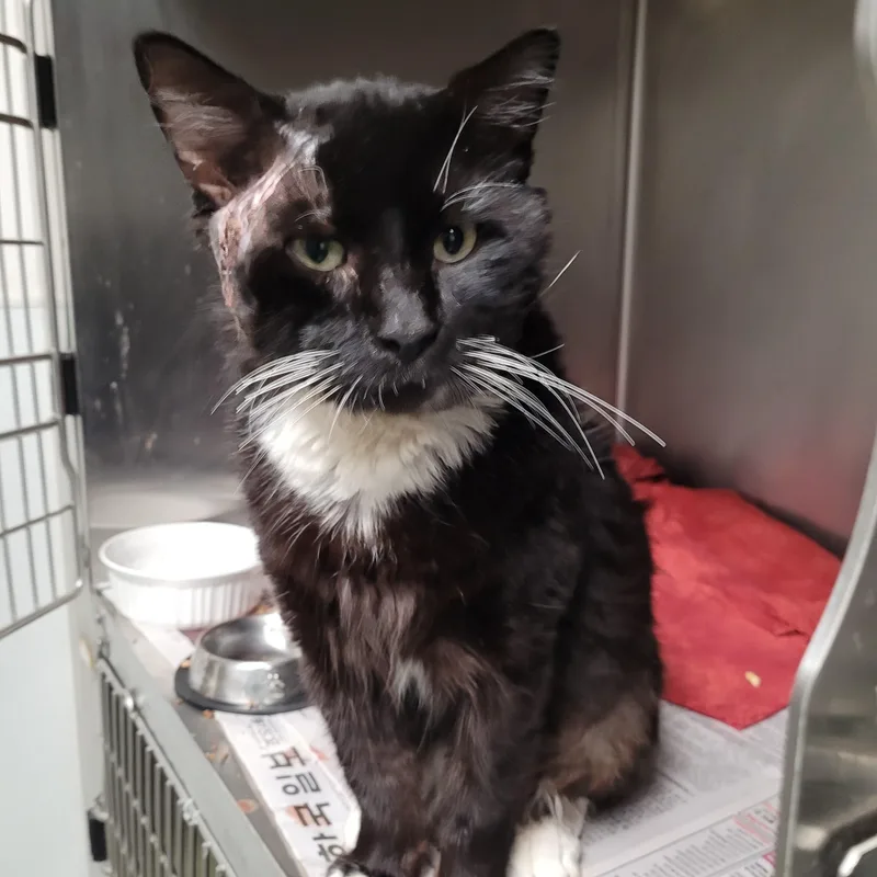 An adult extra large-sized male Domestic Short Hair cat named Murphy for adoption in Los Angeles, CA