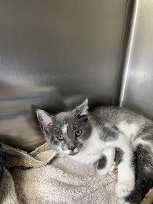 A baby medium-sized male Domestic Short Hair cat named Banner for adoption in Elmira, NY