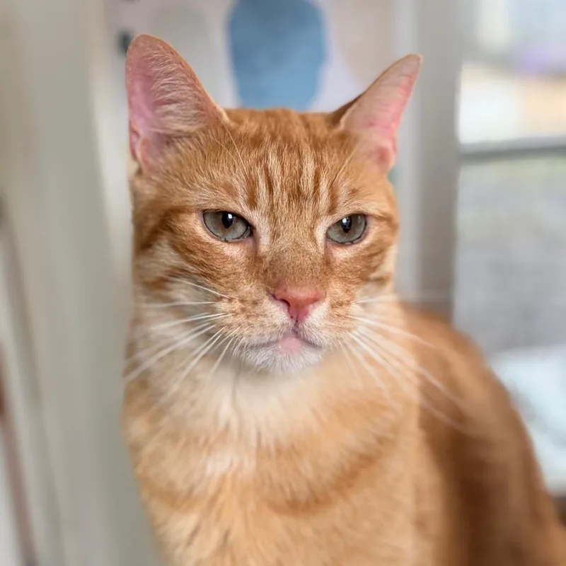 Simba