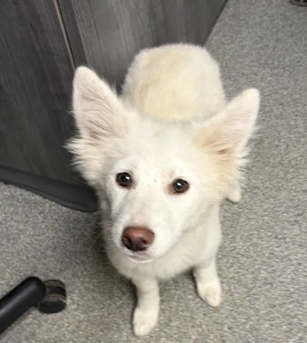 A baby large-sized female Siberian Husky dog named Iduna for adoption in Escondido, CA