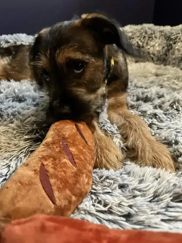 Cookie thumbnail 4