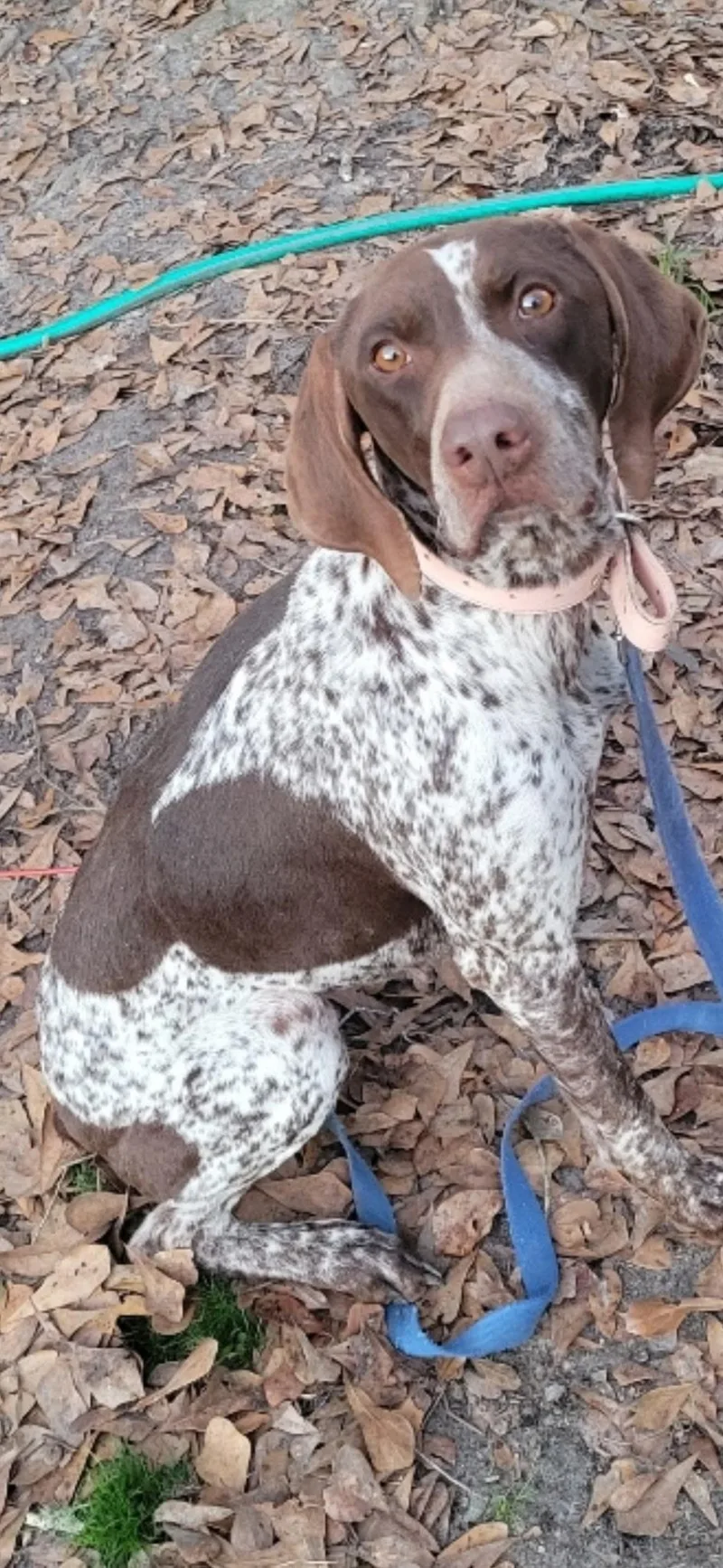 A young medium-sized female Brown / Chocolate German Shorthaired Pointer dog named Astrid for adoption in Mary Esther, FL